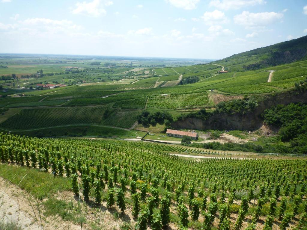 Hotel Toldi Fogado Tokaj Exteriér fotografie